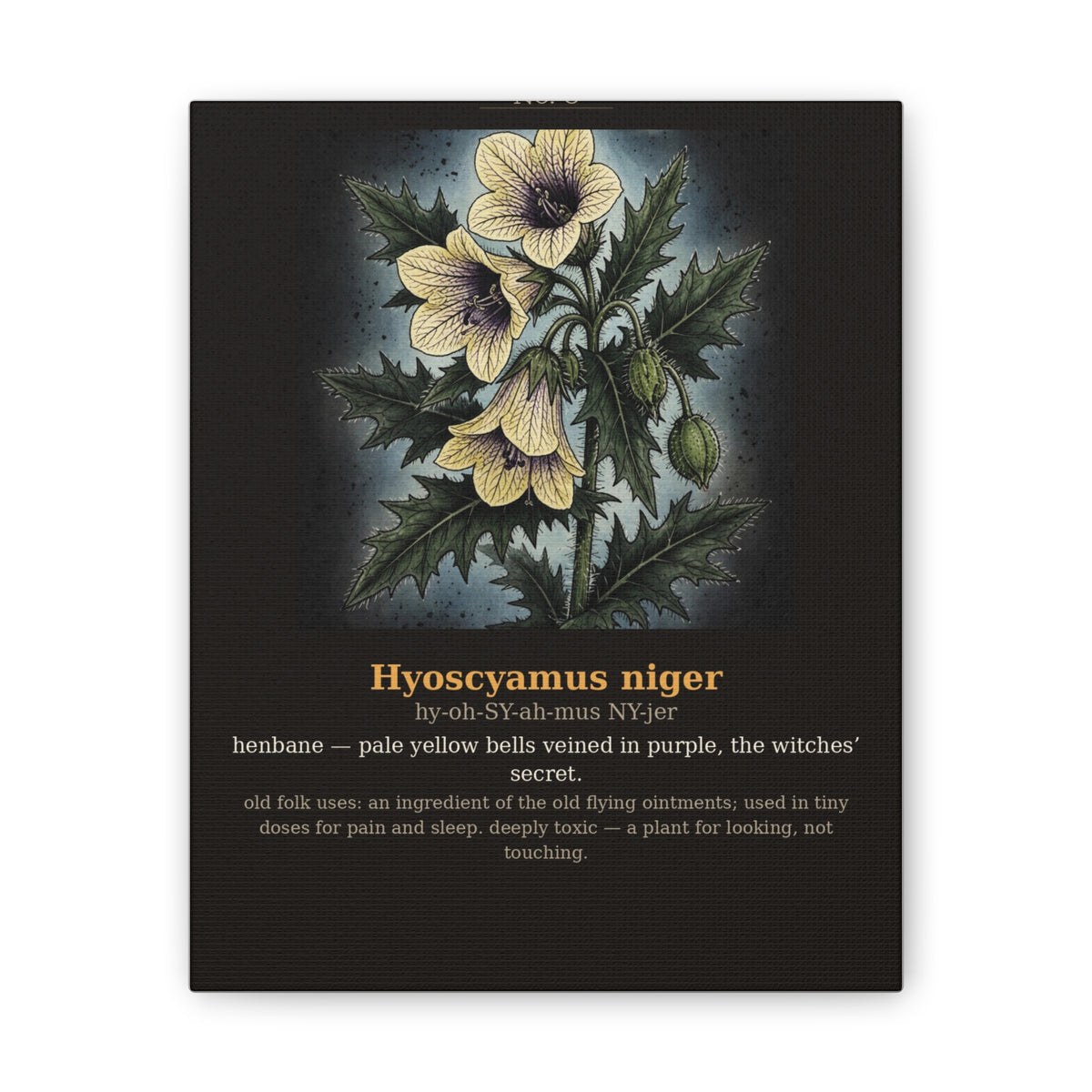 Apothecary of Thorns Canvas - Henbane No. 8 - dark botanical illustration art print on canvas
