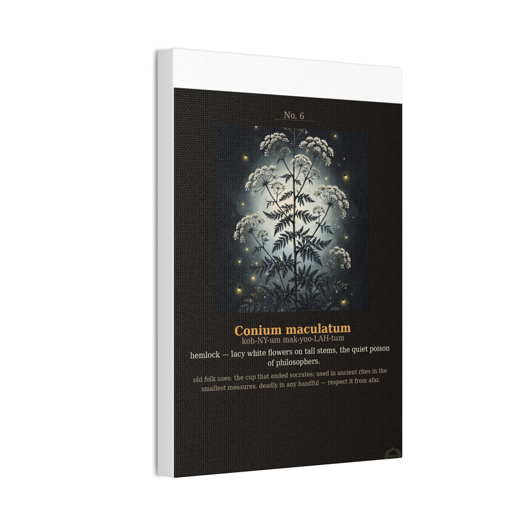 Apothecary of Thorns Canvas - Hemlock No. 6 - product photo 8