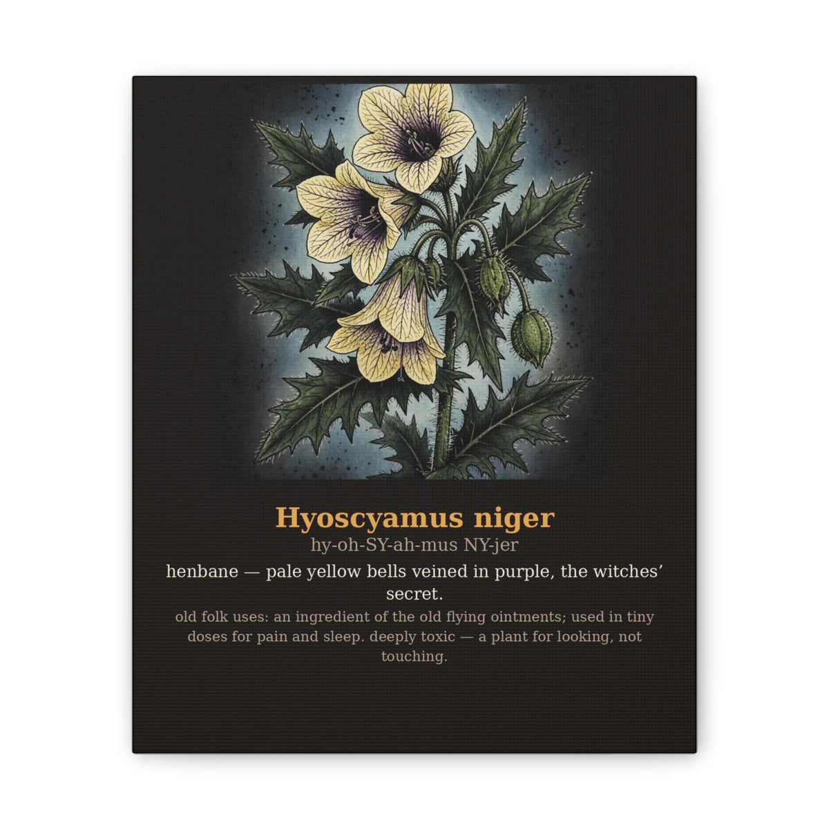 Apothecary of Thorns Canvas - Henbane No. 8 - product photo 4