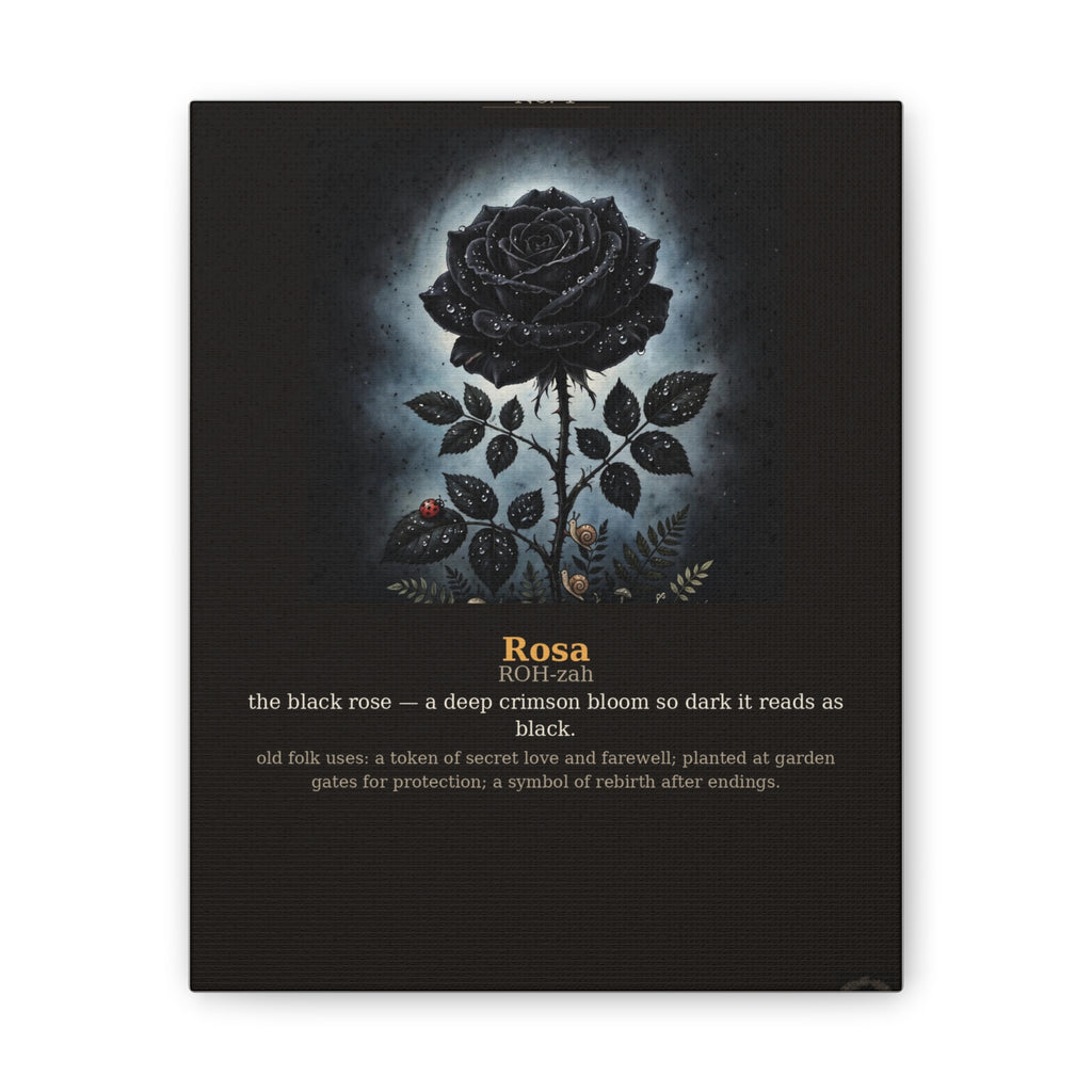 Apothecary of Thorns Canvas - Black Rose No. 1 - dark botanical illustration art print on canvas