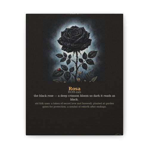 Apothecary of Thorns Canvas - Black Rose No. 1 - dark botanical illustration art print on canvas