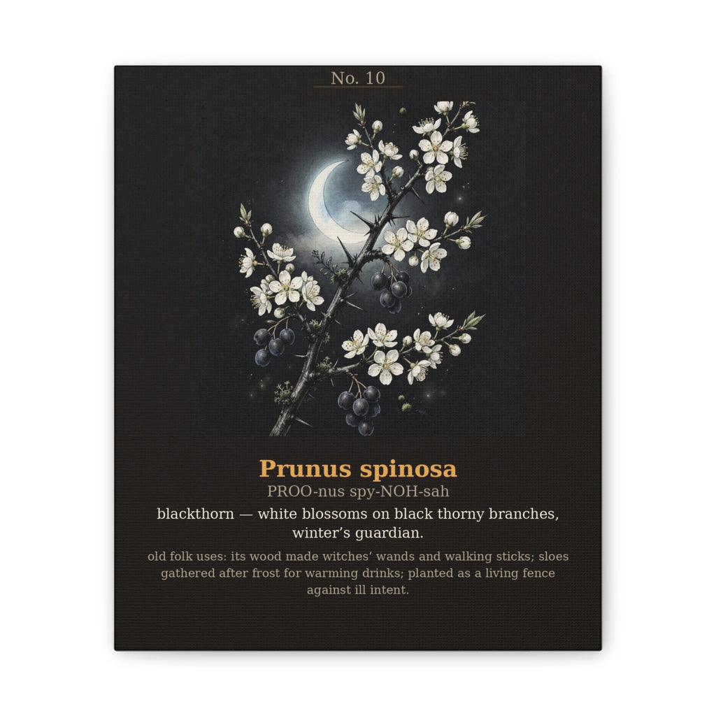 Apothecary of Thorns Canvas - Blackthorn No. 10 - product photo 4