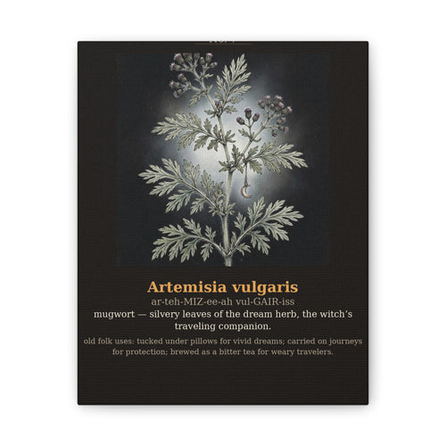 Apothecary of Thorns Canvas - Mugwort No. 7 - dark botanical illustration art print on canvas