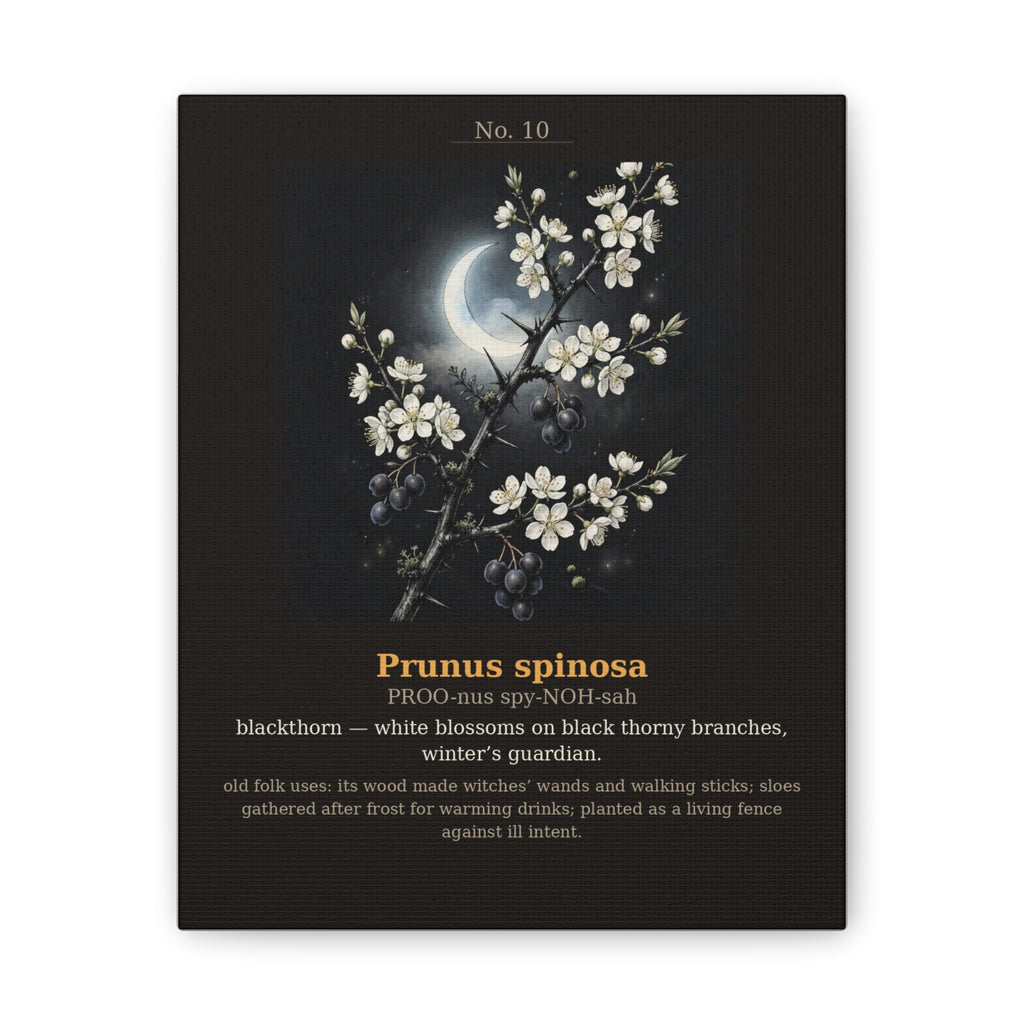 Apothecary of Thorns Canvas - Blackthorn No. 10 - dark botanical illustration art print on canvas