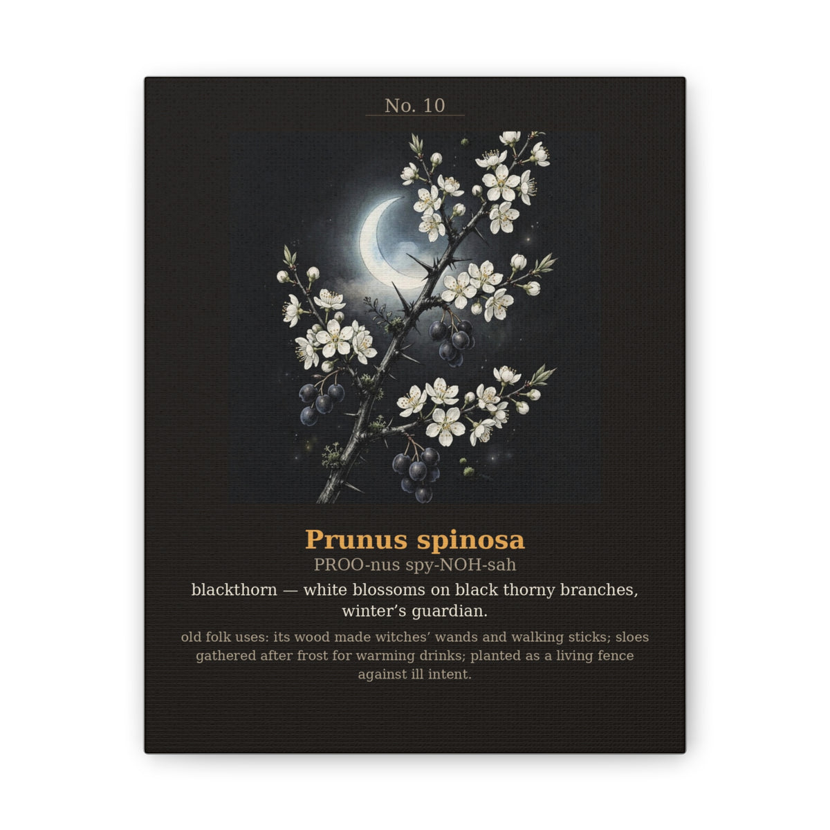 Apothecary of Thorns Canvas - Blackthorn No. 10 - dark botanical illustration art print on canvas