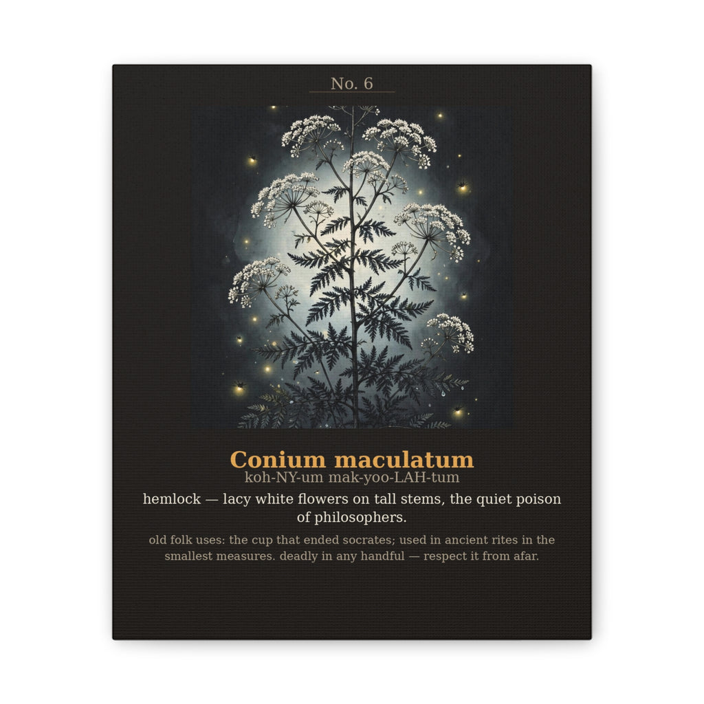 Apothecary of Thorns Canvas - Hemlock No. 6 - product photo 4