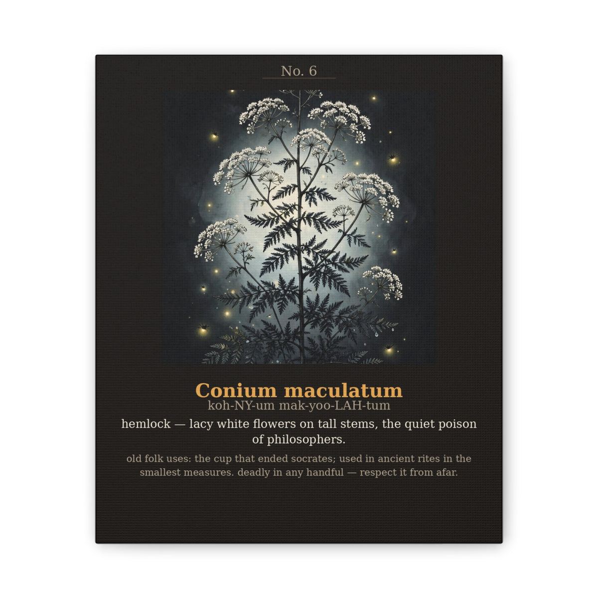 Apothecary of Thorns Canvas - Hemlock No. 6 - product photo 4
