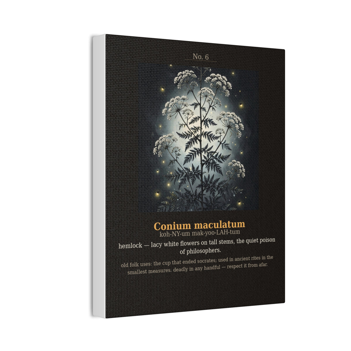 Apothecary of Thorns Canvas - Hemlock No. 6 - product photo 5