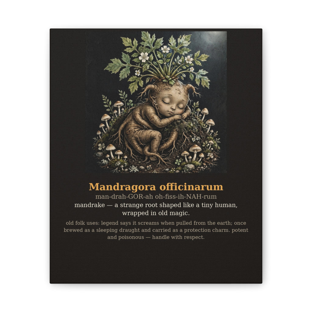 Apothecary of Thorns Canvas - Mandrake No. 3 - product photo 3