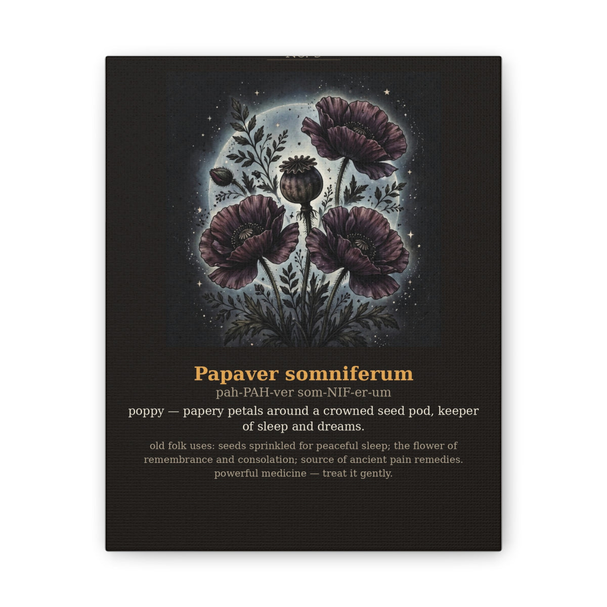 Apothecary of Thorns Canvas - Poppy No. 9 - dark botanical illustration art print on canvas