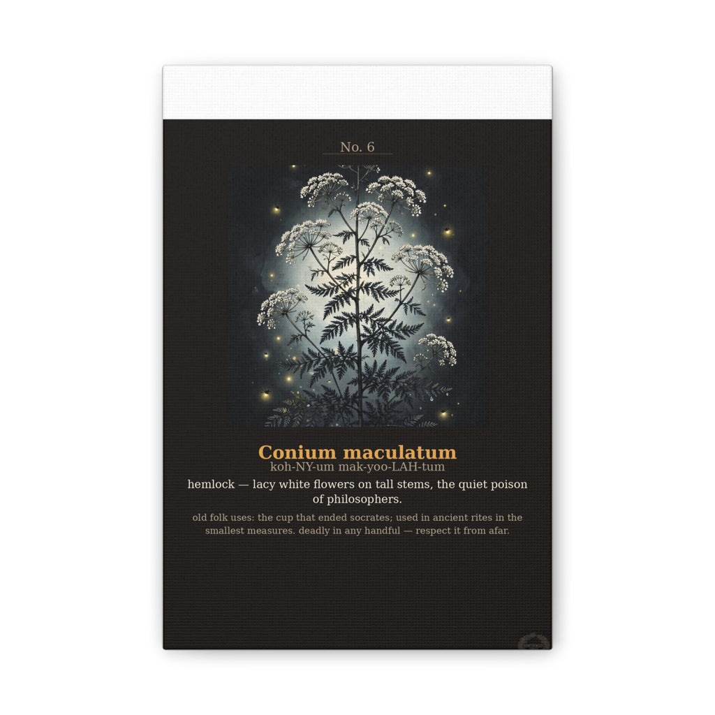 Apothecary of Thorns Canvas - Hemlock No. 6 - product photo 2