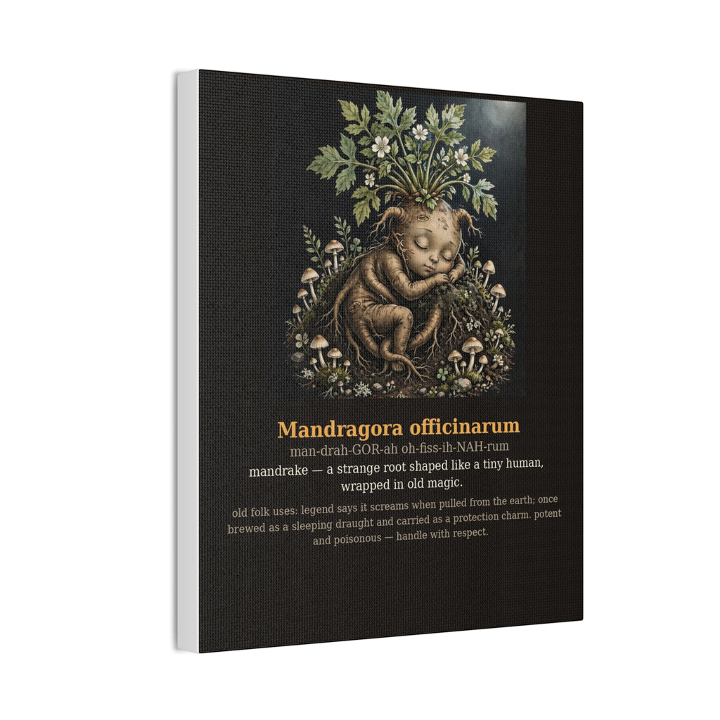 Apothecary of Thorns Canvas - Mandrake No. 3