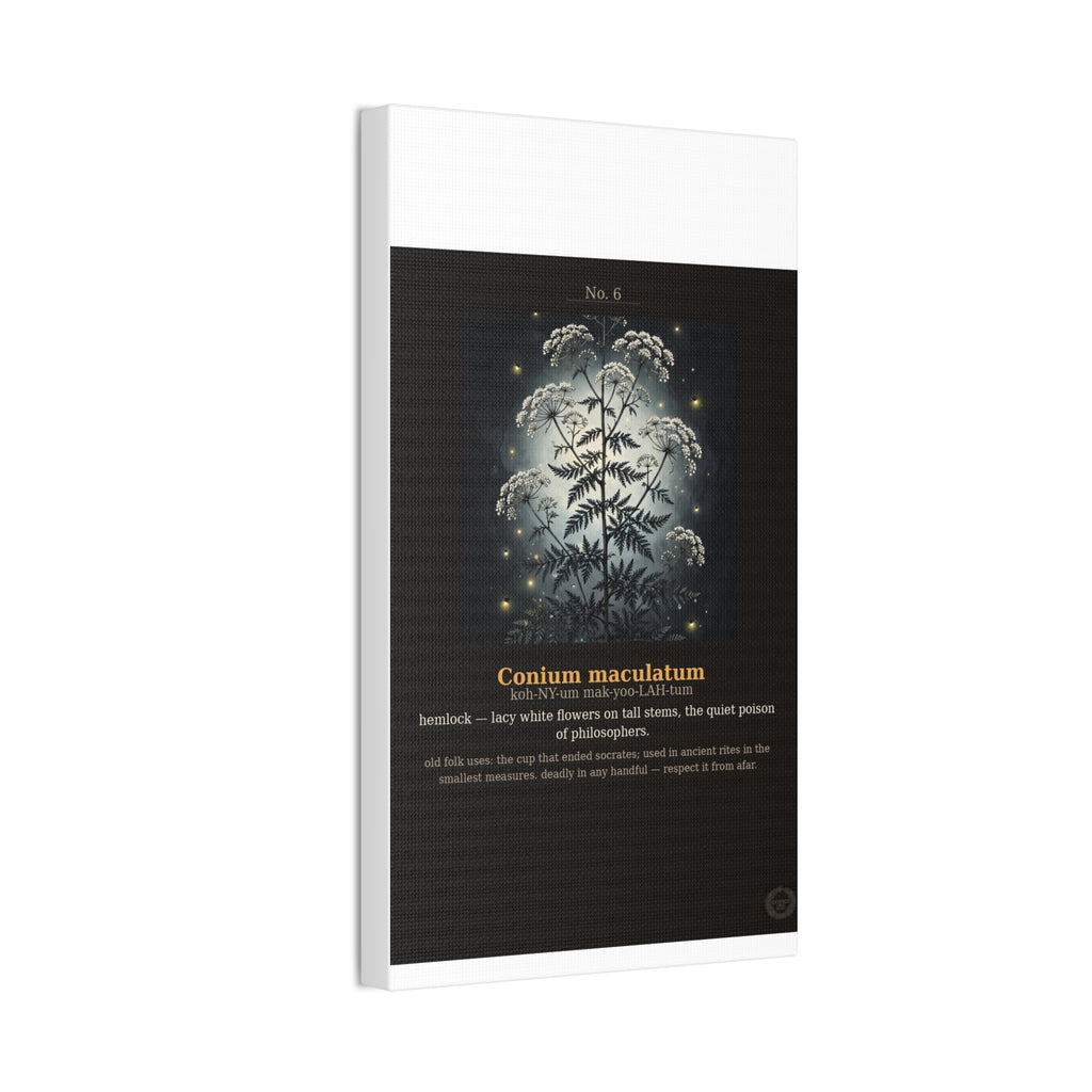 Apothecary of Thorns Canvas - Hemlock No. 6