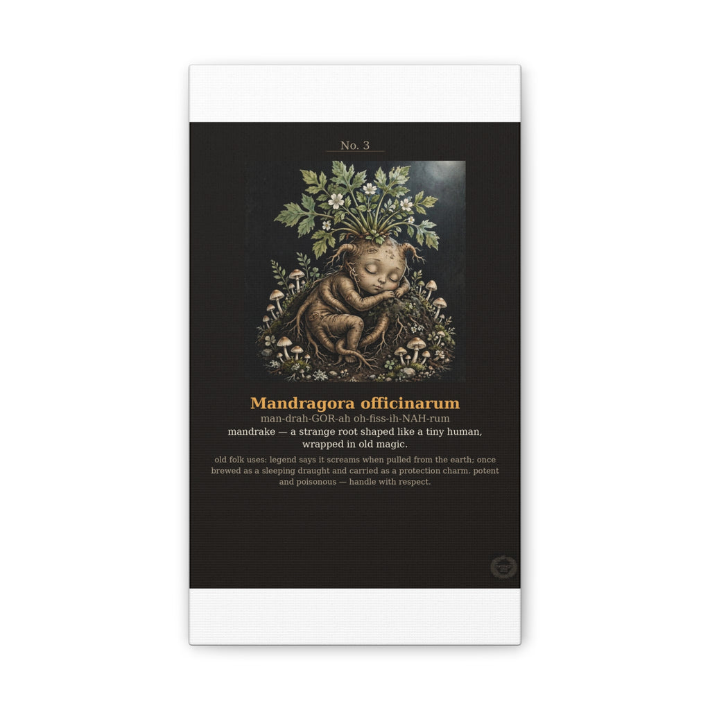 Apothecary of Thorns Canvas - Mandrake No. 3 - product photo 2