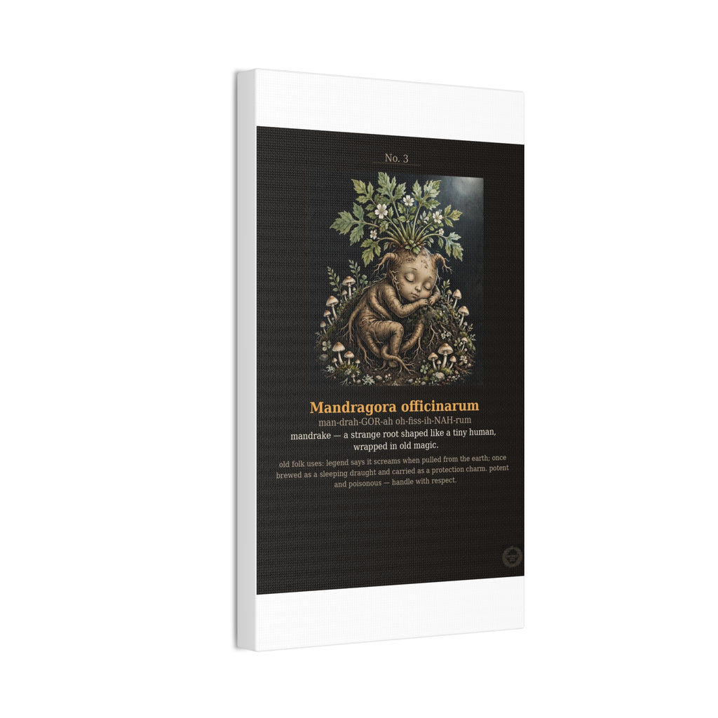 Apothecary of Thorns Canvas - Mandrake No. 3 - product photo 8