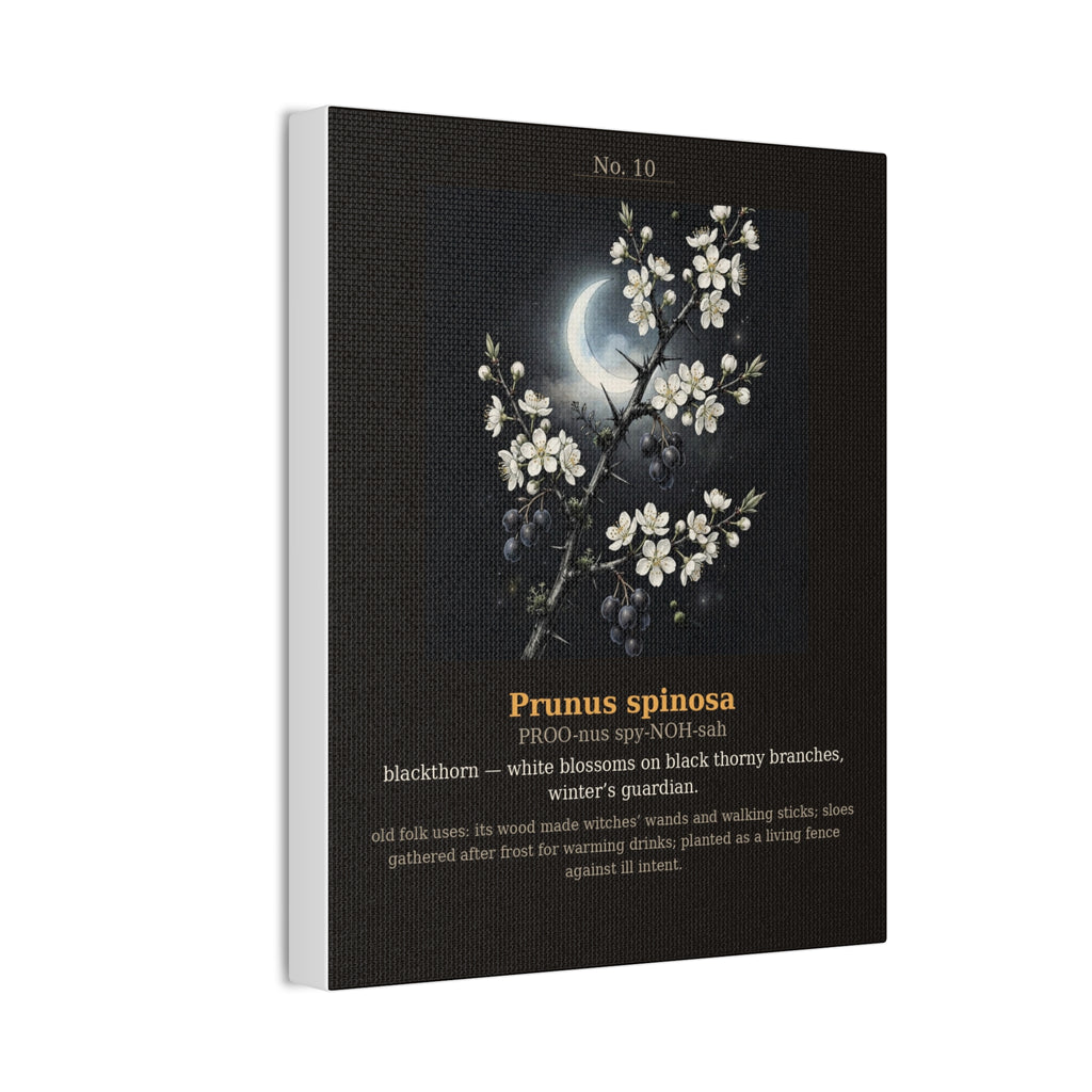 Apothecary of Thorns Canvas - Blackthorn No. 10 - product photo 6