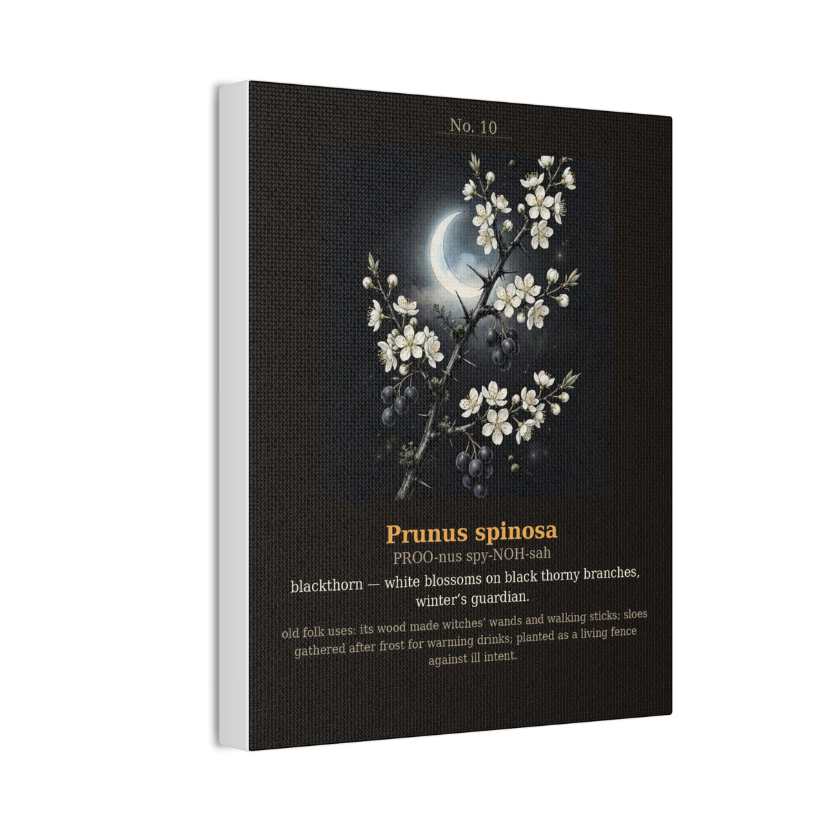 Apothecary of Thorns Canvas - Blackthorn No. 10 - product photo 6